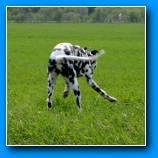 [zum Vergr��ern anklicken]